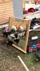 Aynadaki görüntüsüyle kavga eden horoz, gülümsetti