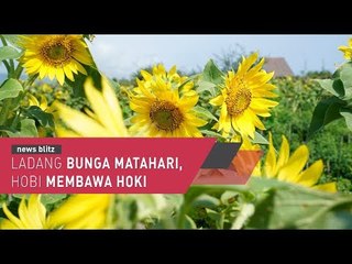 Ladang Bunga Matahari Yogyakarta, Hobi Membawa Hoki