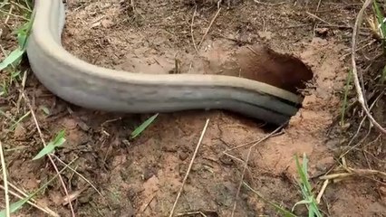 _experiment-coca-cola-vs-mentos-catch-water-snakes-from-underground-hole-coca-cola-vs-snake_-