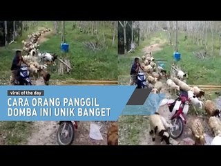 Cara Orang Panggil Domba Ini Wow Banget Deh
