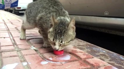 Aç kalan kediyi vatandaşlar sahiplendi