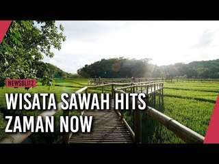 Hamparan Sawah Hijau Nan Indah, Wisata Hits Zaman Now