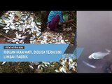 Ribuan Ikan Mati, Diduga Teracuni Limbah Pabrik