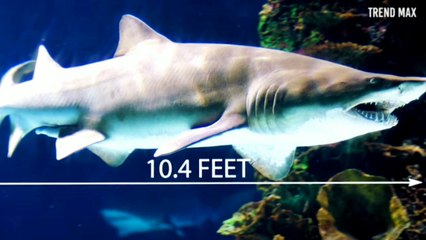 Top 5 sharks||some types of shark||shark