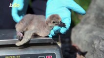 These Cute Newborn Penguins Get Their Names from Health Care Heroes