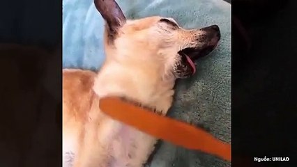 Hài hước chú chó 'đần mặt ra' hưởng thu cái sự sung sướng khi được chải lông