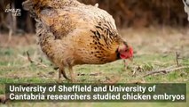 Birds' Flight Feathers Form with Help From 'Sonic Hedgehog'