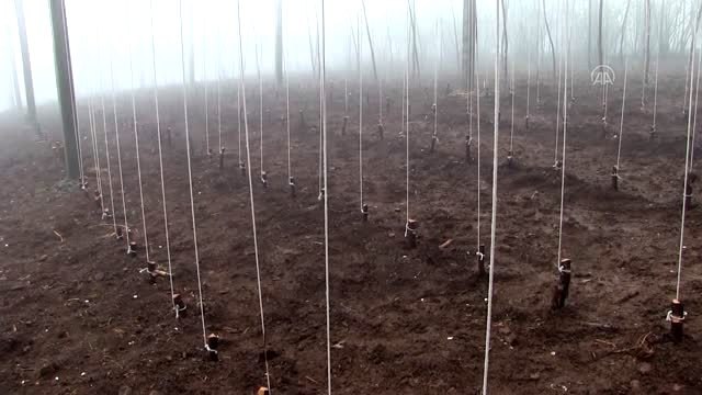 Toprakla buluşturulan çoban fasulyesinin kalitesi artırılacak