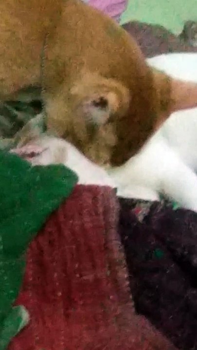 Cat love