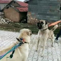 ANADOLU COBAN KOPEKLERi KARSI KARSIYA - ANATOLiAN SHEPHERD DOG FACE TO FACE