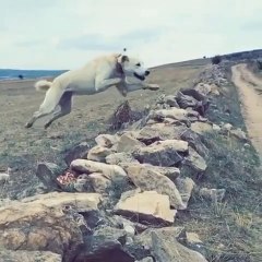 UCAN AKBAS COBAN KOPEGi - FLYiNG AKBASH SHEPHERD DOG