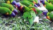 Beautiful Rainbow Lorikeets - It is time for bathing and feeding