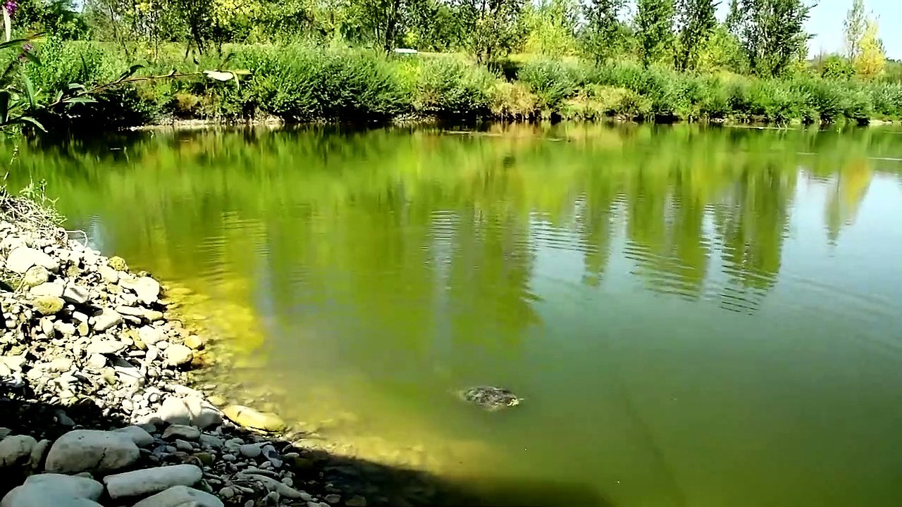 Beautiful nature and wildlife Video