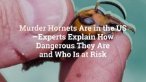 Murder Hornets Are in the US—Experts Explain How Dangerous They Are and Who Is at Risk