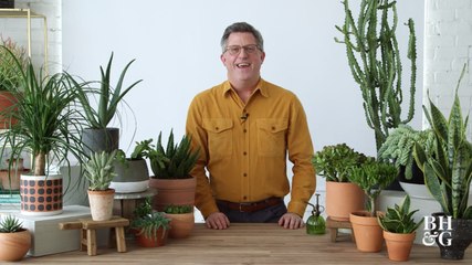 Easy Succulents to Grow Indoors