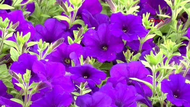 ANTALYA Çiçekçiler, Anneler Günü'nde kısıtlamadan muaf olmak istiyor