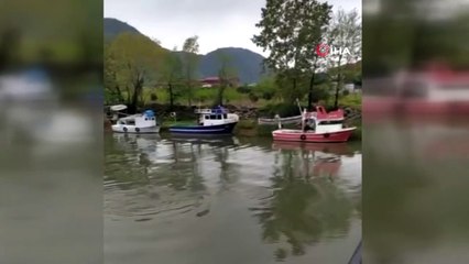 Bartın Irmağına giren yunus böyle görüntülendi