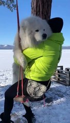 Fluffy Dog Rides a Swing