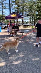 Dog Refuses to go Home for More Lockdown