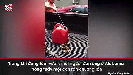 Rùng mình cảnh rắn bị đứt mất đầu vẫn chồm lên tấn công người khi bị chọc giận