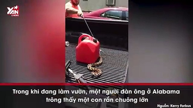 Rùng mình cảnh rắn bị đứt mất đầu vẫn chồm lên tấn công người khi bị chọc giận