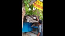 Man Feeds Water to Stray Monkeys in the Street