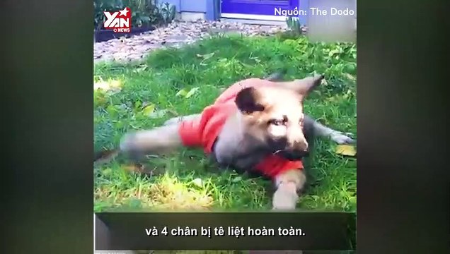 Save da Boss: Chú cún dũng cảm bị khuyết tật cả 4 chân và nghị lực sống không ngờ!