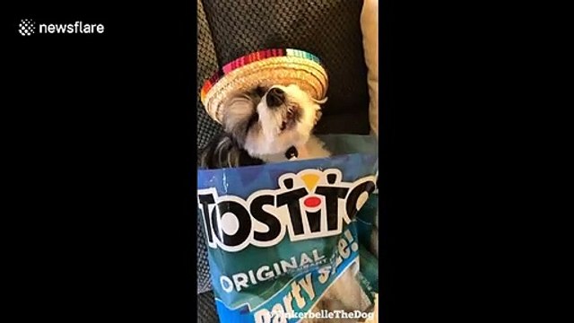 'Tinkerbelle' the dog celebrates Cinco De Mayo in New York