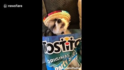 'Tinkerbelle' the dog celebrates Cinco De Mayo in New York