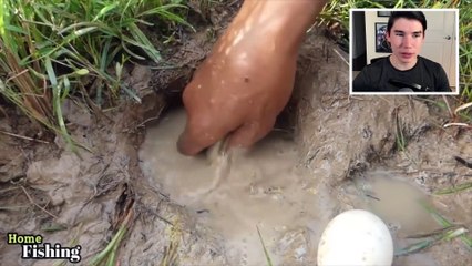 Catching Catfish Using Duck Eggs Primitive Survival Skill