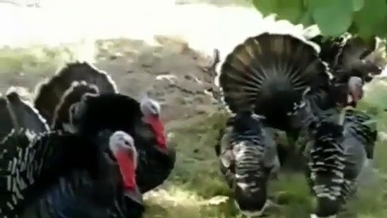 Misirga hindi sesleri erkek hindiler misirga videosu otusu sesi gulu  gulu