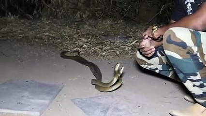 2 जुडे सांप पकड़े गये, कल के लिए सबसे कहा वीडियो जरूर देखिए 10-AM को अपलोड होगा..