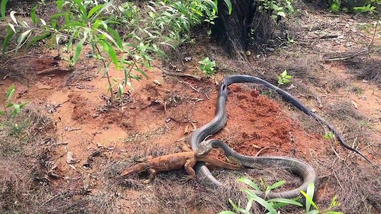 King cobra feeding on monitor lizard