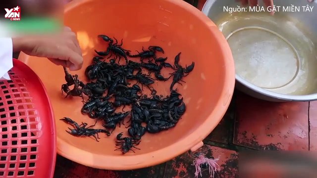 Kinh sợ trước những sinh vật nguy hiểm chết người nhất thế giới: bất ngờ khi chó đứng thứ 4!