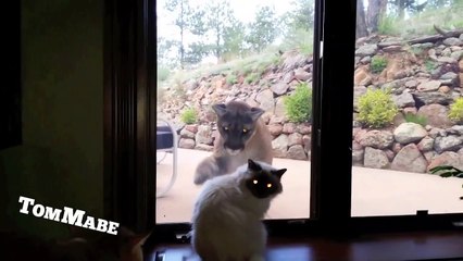 Rencontre incroyable entre un chat et un lynx... Même pas peur