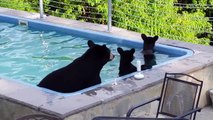 Il surprend une famille d'ours dans sa piscine... Adorable