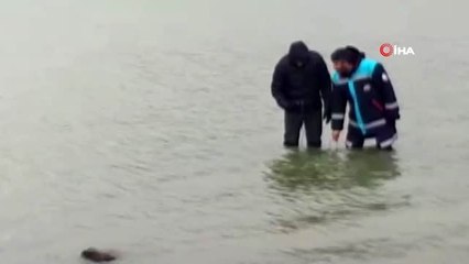 Süphan Gölü'nde balık ölümleri