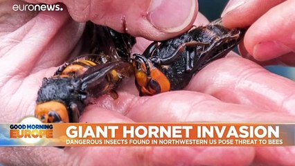 How worried should we be about the ‘murder hornet’?