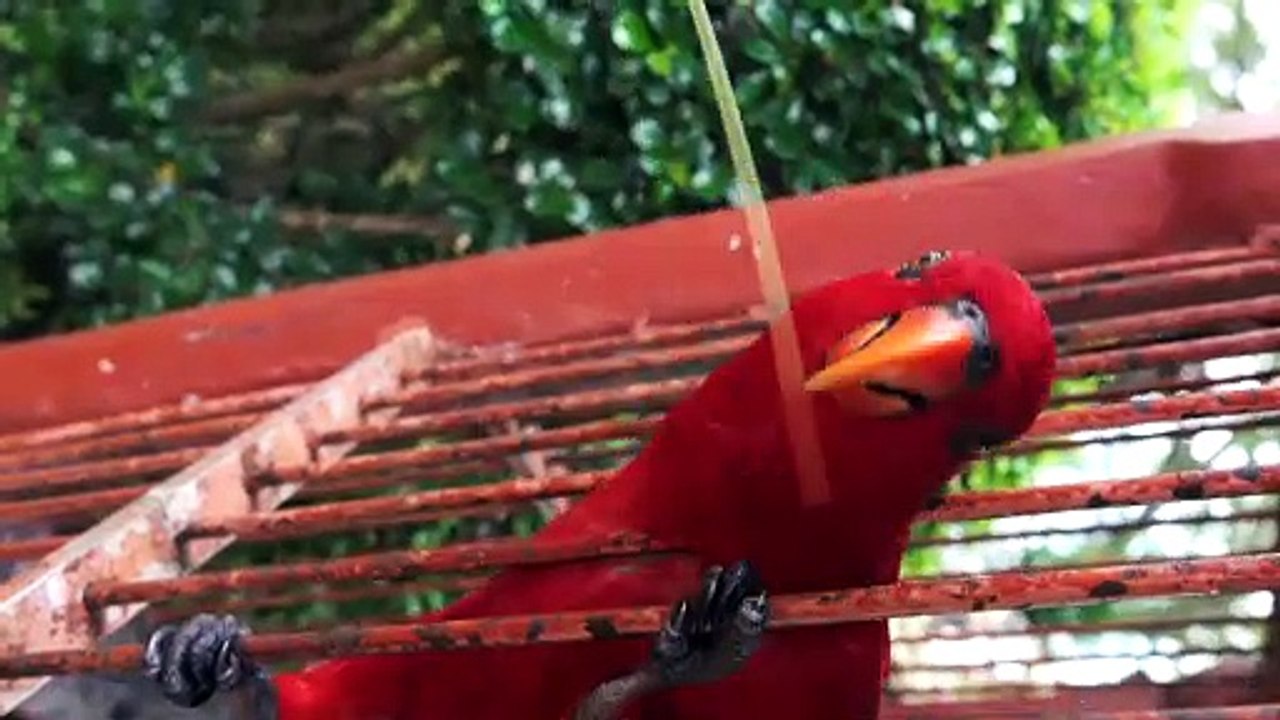 Tom Fisk - Close-Up View Of A Red Parrot - Animal (No Copyright Video 135) [4K]
