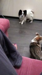 Goliath Beetle Flies and Freaks Out Dog