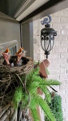 Sleepy Baby Birds Fooled by Knock Into Thinking It's Feeding Time
