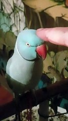 Indian Ringneck Loves His Bird Boops