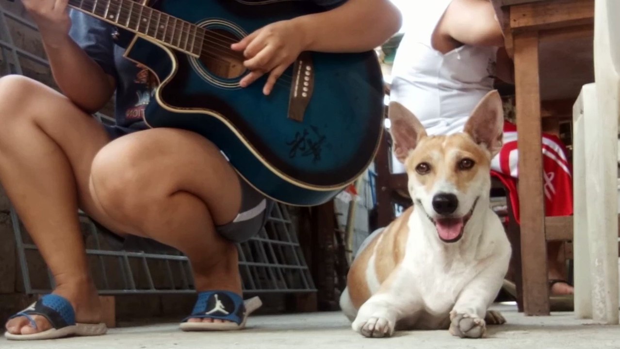 Guitar Strums Make Pup Sleepy