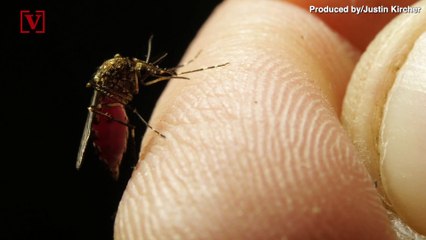 Ways to Stop Mosquitoes From Biting You While You’re Asleep
