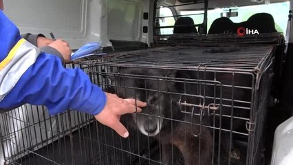 Sokak hayvanları için çiftlik kurdu, 500 köpeği besleyip sahiplendiriyor