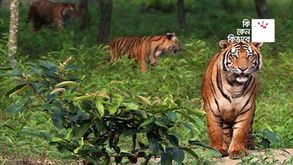 Sundarban-সুন্দরবন