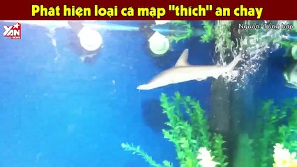 Thế giới đảo lộn, phát hiện loại cá mập thích ăn chay