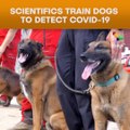 Scientifics Train Dogs To Detect Covid-19