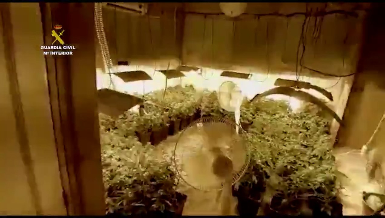Investigado un hombre tras localizar en Escacena del Campo una plantación de marihuana