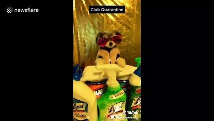 'Club quarantine with DJ Tink' Dog in New York does a remix using disinfecting bottles